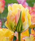 Tulpe 'Akebono'