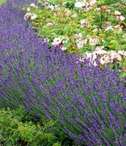 Lavendel 'Blue Jeans'