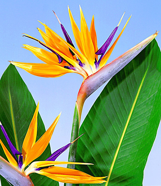 Nahaufnahme einer Blüte der Paradiesvogel-Blume: Die relativ großen Blätter wirken wie Flügel der Vögel.