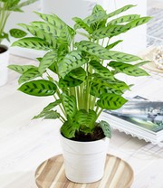 Calathea Leopardina