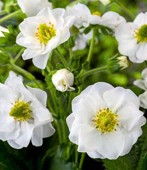 Erdbeere 'Summer Breeze Snow'