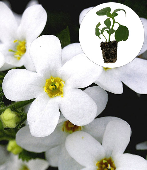 Geranie 'Blue Sybil®' PAC®+Weiße Bacopa 'Big Baja'