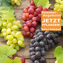 Obst