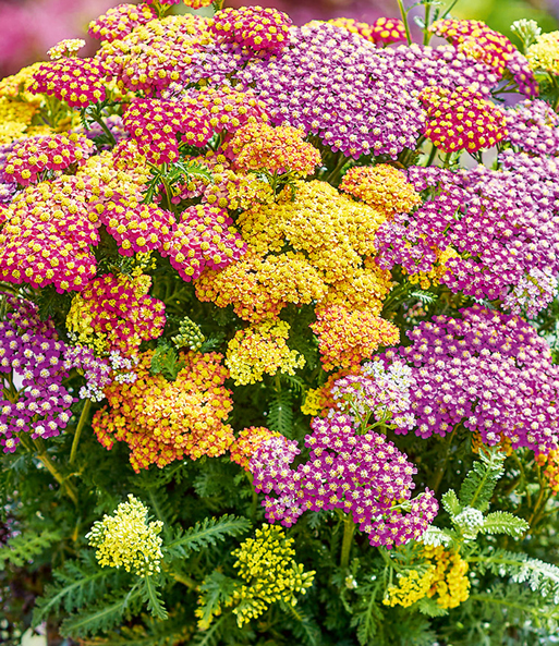 Achillea-Mix 'Milly Rock®'