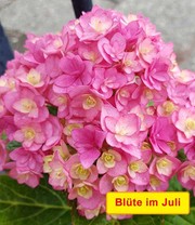 5-Stufen Hortensie 'Together®'