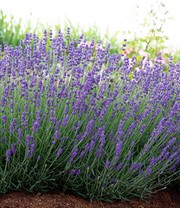 Lavendel 'Blue Jeans'