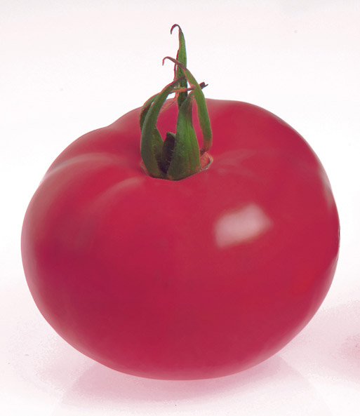 Veredelte Strauch-Tomate 'Fuji Pink' F1