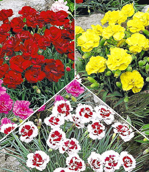 Gartennelken-Kollektion