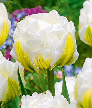 Tulpe 'Cool Double'