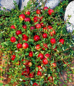 Cranberry-Beere