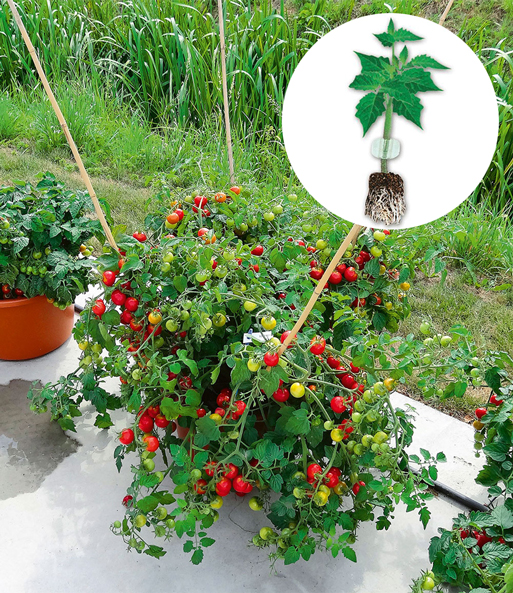 Veredelte Cherry-Tomate 'Baby Boomer' F1