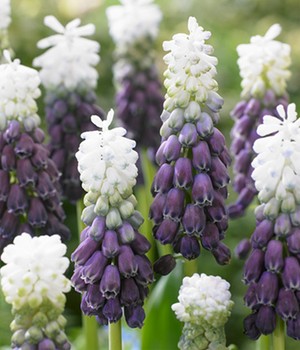Muscari 'Grape Ice'