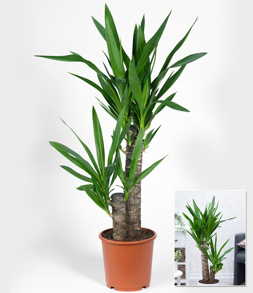 Yucca Palme ca. 65-75 cm hoch