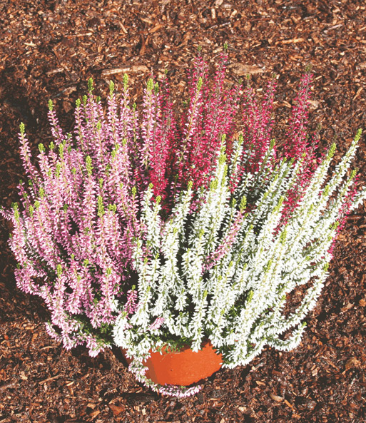 3er-Set Calluna Knospenheide 'Gardengirls®' Tricolor, 12 cm-Topf