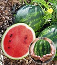Mini-Wassermelone 'Mini Love' F1