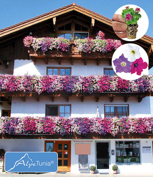 Hänge-Petunie 'AlpeTunia®' Kollektion