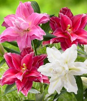 Lilien-Mix 'Oriental Dreams'