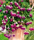 Fuchsie 'Pink Ballet Girl'