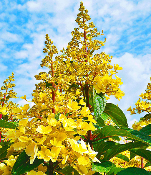 Freiland-Hortensie 'Candlelight®'