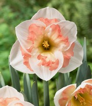 Narzisse 'Pink Wonder'