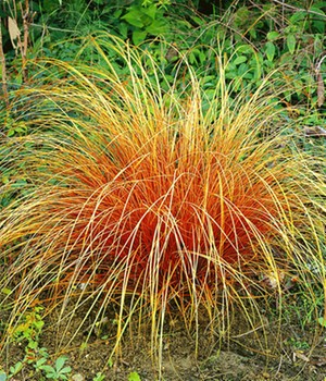 Carex 'Bronze Reflection'
