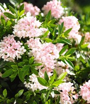 Rhododendron 'Nugget by Bloombux®'