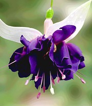 Riesen-Fuchsie 'Deep Purple'