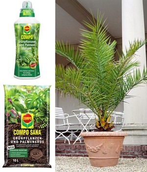 COMPO®  Palmendünger & Palmerde & Kanarische Dattelpalme ca. 50 cm hoch