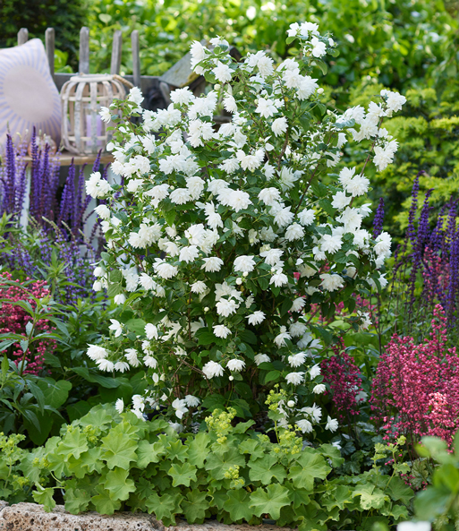 Der Gartenjasmin 'Pearls of Perfume' wurde in einem Beet dicht neben anderen blühenden Pflanzen gepflanzt und überragt diese.