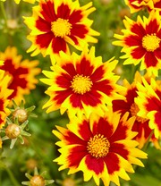 Coreopsis 'Solar® Mix'