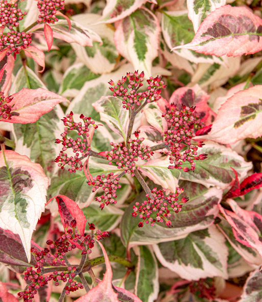 Freiland-Hortensie 'Euphoria® Pink'