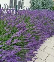 Lavendel 'Phenomenal®'