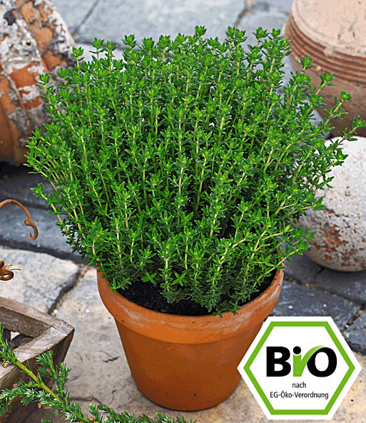 Der BIO-Gewürz-Thymian gedeiht in einem Tontopf auf einer Terrasse. Siegel: BIO nach EG-Öko-Verordnung.