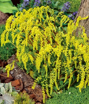 Goldtröpfchen