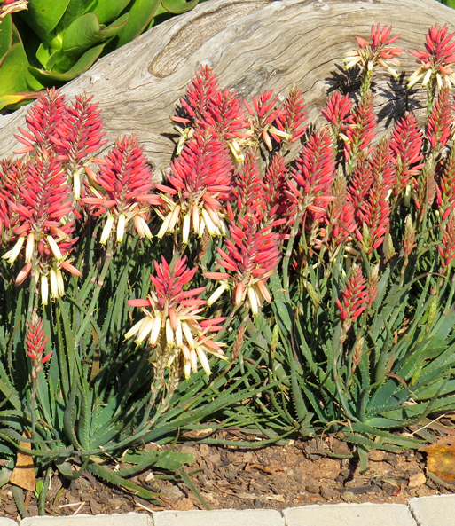 Aloe 'Safari Sunrise®'