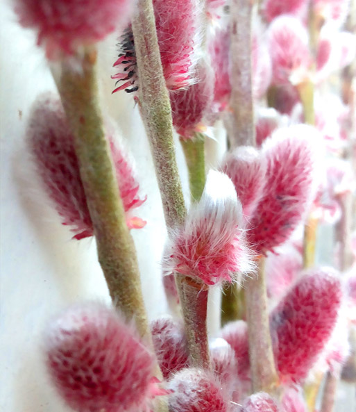 Salix Mount Aso 1APflanzen online kaufen BALDURGarten