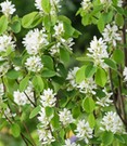 Felsenbirne Amelanchier 'Obelisk®', im 3-Liter XL-Topf