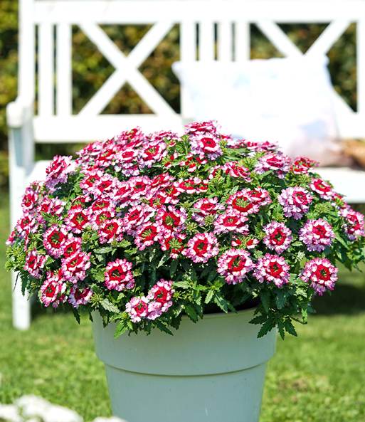 Verbene 'Drums Purple Red'