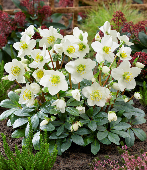 Weiße Christrose, blühend im 12 cm-Topf