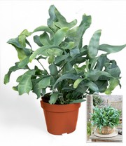 Goldtüpfel-Farn Phlebodium 'Blue Star'