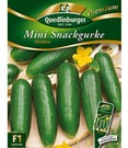 Snack-Gurke 'Picolino' F1