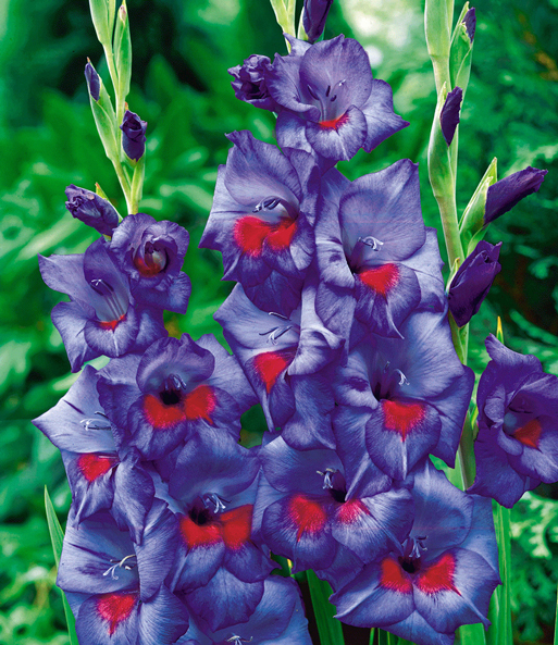 Riesen-Gladiole 'Zigeunerbaron'