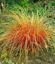 Carex 'Bronze Reflection'