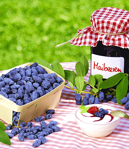 Maibeere® 'Maitop® & Amur®'