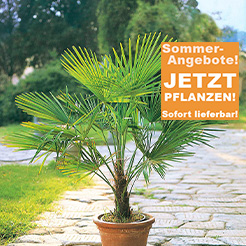 Mediterrane Pflanzen