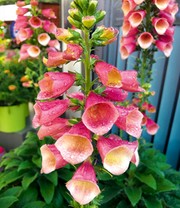 Digitalis 'Arctic Fox®'