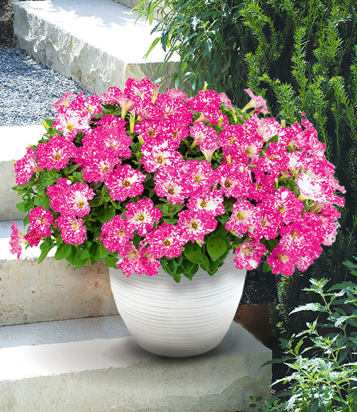 Petunie 'Constellation® Magenta Comet'