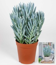 Senecio Aquarine® 'Mount Everest'