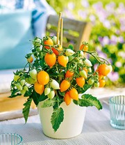 Niedrige Topf-Tomaten 'Funnyplums® Golden Orange' F1