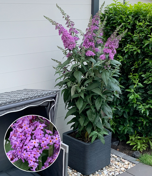 Säulen-Buddleia 'Rêve de Papillon® Lavender'